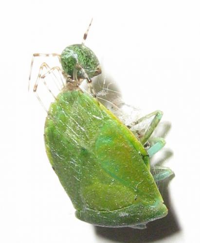 Parasteatoda tepidariorum